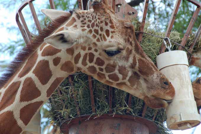giraffe